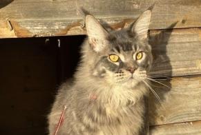 Disappearance alert Cat  Male , 1 years Beauvais France