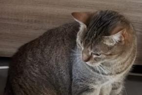 Disappearance alert Cat  Male , 13 years Marines France