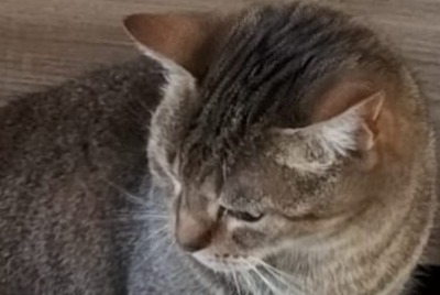 Disappearance alert Cat  Male , 13 years Marines France