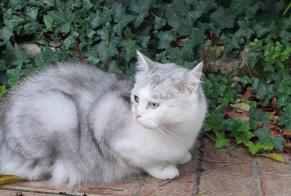 Discovery alert Cat Unknown Angoulême France