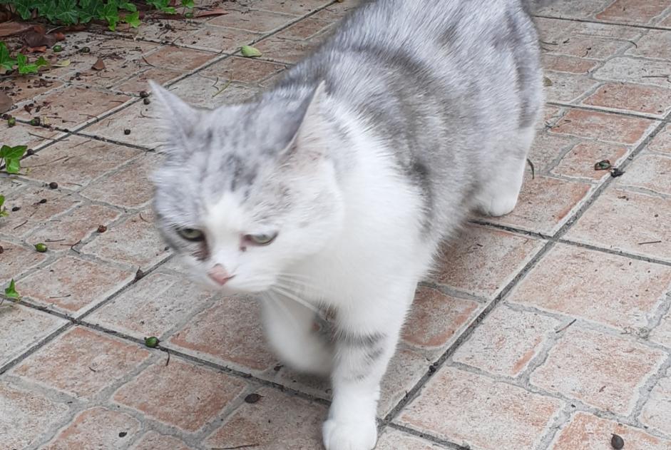Discovery alert Cat Unknown Angoulême France