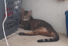 Discovery alert Cat Unknown Montpellier France