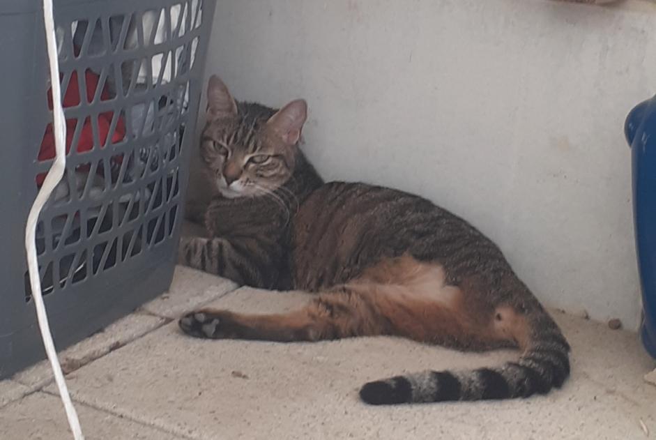 Discovery alert Cat Unknown Montpellier France