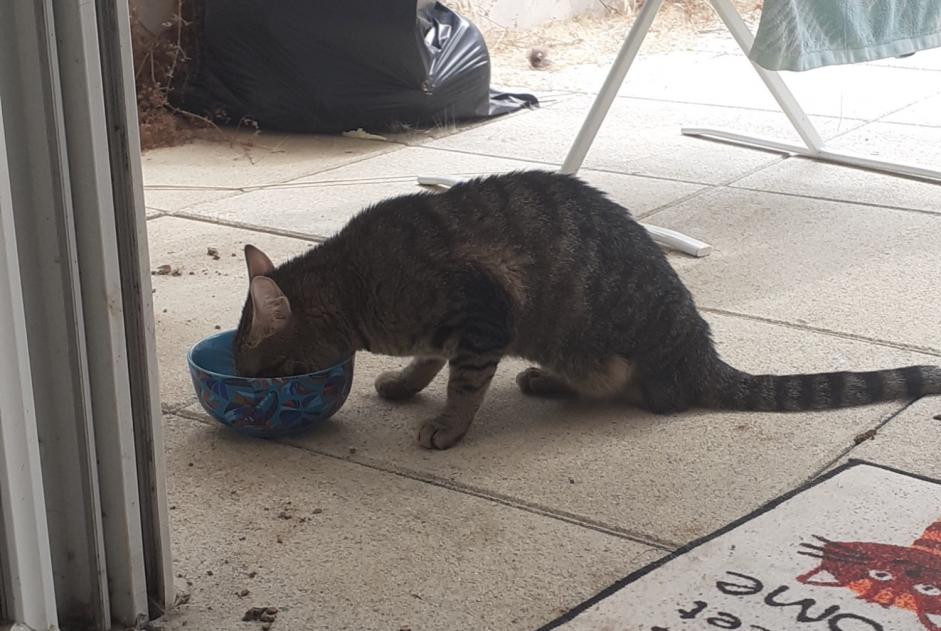 Discovery alert Cat Unknown Montpellier France