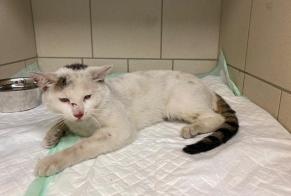 Discovery alert Cat Male Gemeaux France