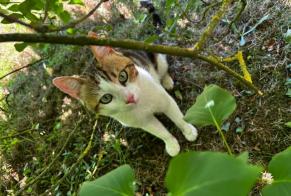 Discovery alert Cat Male Vert-en-Drouais France