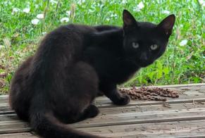 Discovery alert Cat miscegenation  Unknown Garidech France