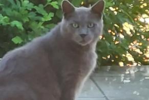 Discovery alert Cat Male Saint-Antoine-du-Rocher France