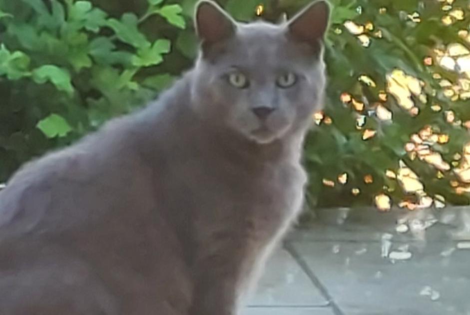 Discovery alert Cat Male Saint-Antoine-du-Rocher France