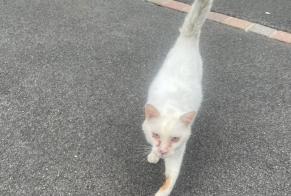 Discovery alert Cat Unknown Divion France