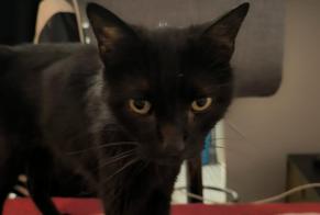 Discovery alert Cat Male La Rochelle France