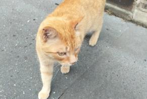 Discovery alert Cat Unknown Rouen France