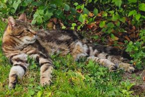 Disappearance alert Cat  Male , 12 years Frontenay-Rohan-Rohan France