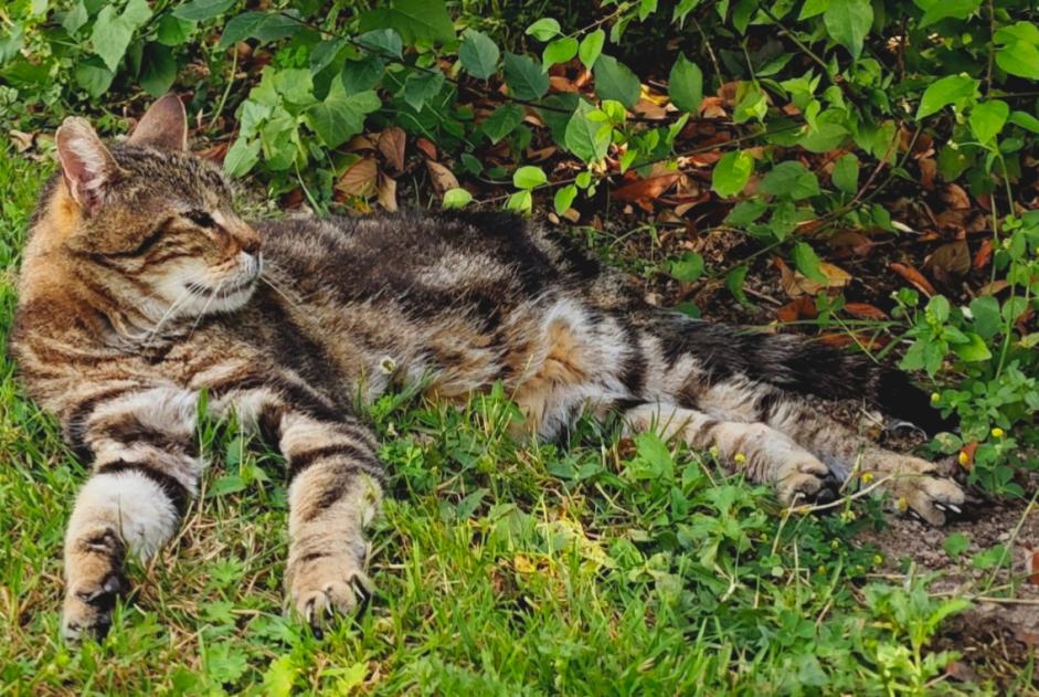 Disappearance alert Cat  Male , 12 years Frontenay-Rohan-Rohan France