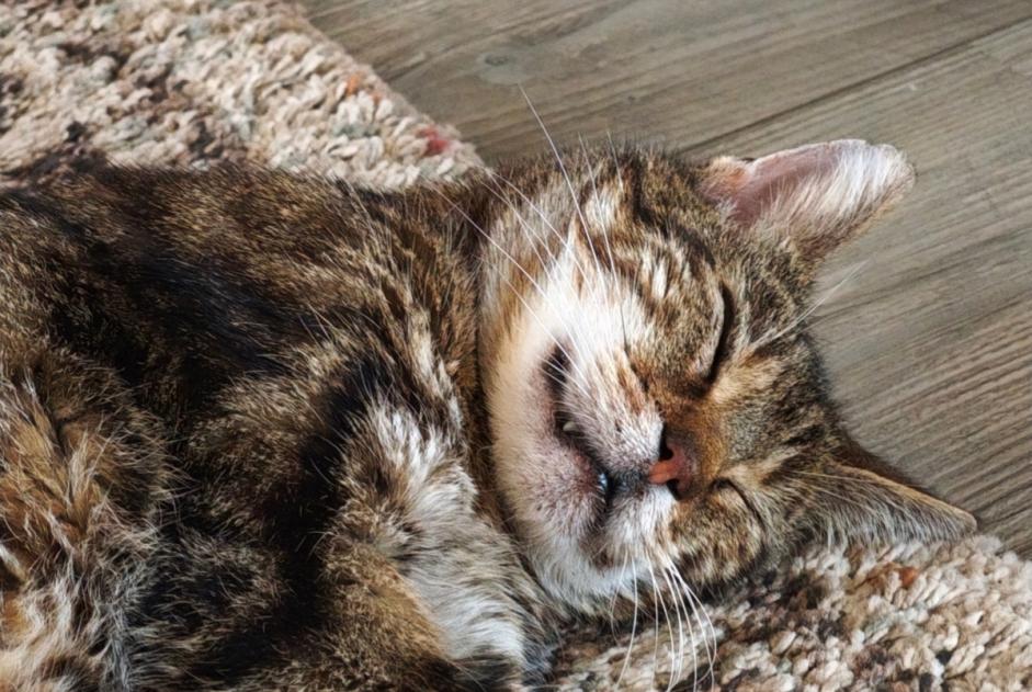 Disappearance alert Cat  Male , 12 years Frontenay-Rohan-Rohan France