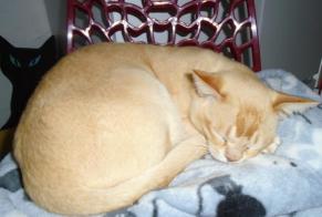 Disappearance alert Cat  Male , 8 years Saint-Claud France