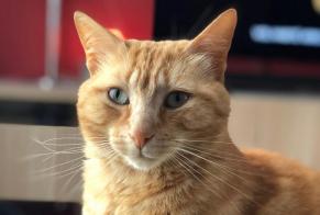 Disappearance alert Cat Male , 4 years Viarmes France