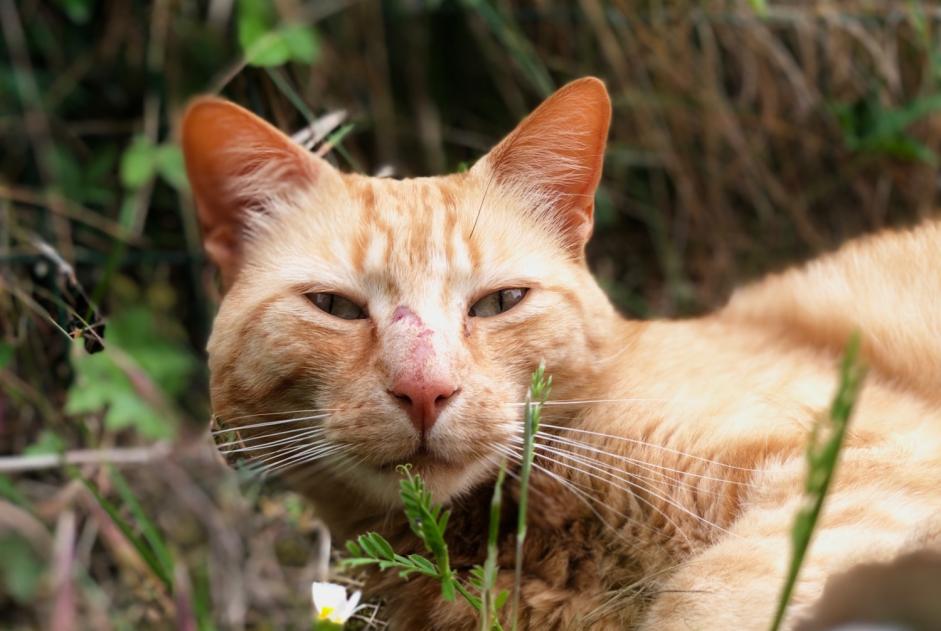 Disappearance alert Cat Male , 4 years Viarmes France