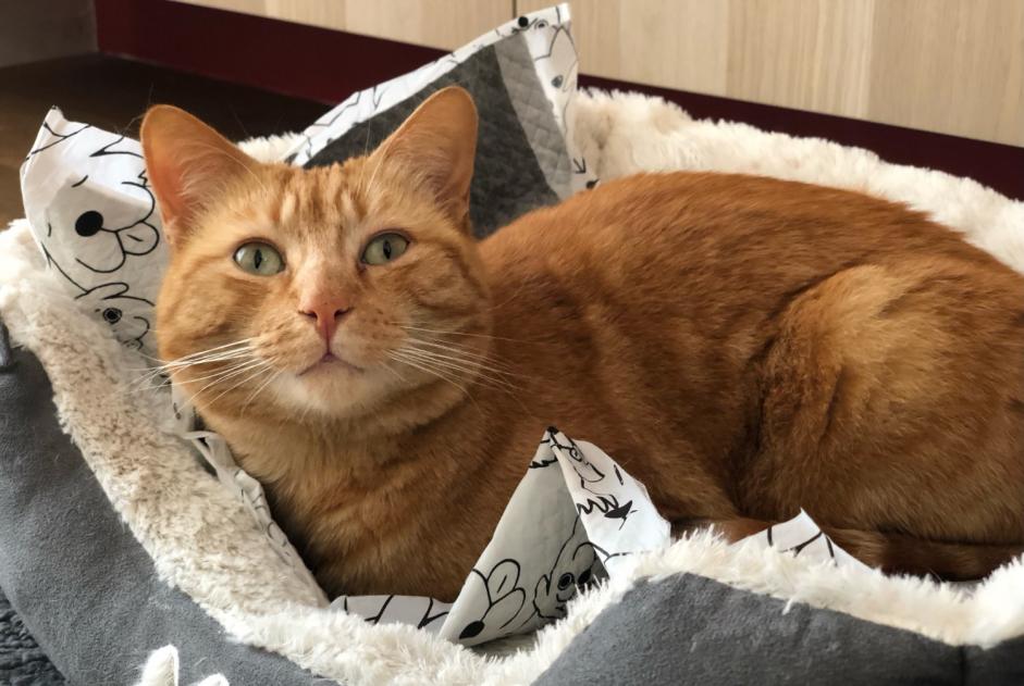 Disappearance alert Cat Male , 4 years Viarmes France