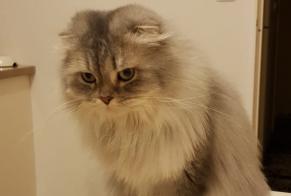 Disappearance alert Cat Female , 5 years Illkirch-Graffenstaden France