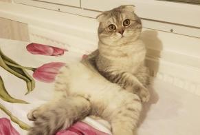 Disappearance alert Cat  Male , 1 years Illkirch-Graffenstaden France