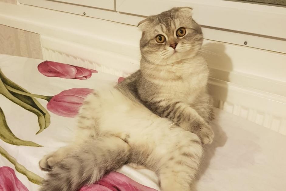 Disappearance alert Cat  Male , 1 years Illkirch-Graffenstaden France