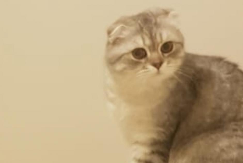 Disappearance alert Cat  Male , 1 years Illkirch-Graffenstaden France