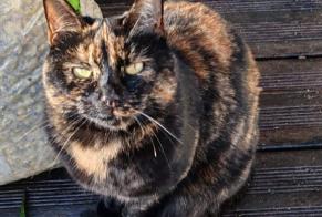 Disappearance alert Cat Female , 4 years Les Sables-d'Olonne France