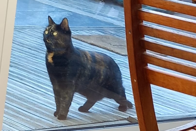 Disappearance alert Cat Female , 4 years Les Sables-d'Olonne France