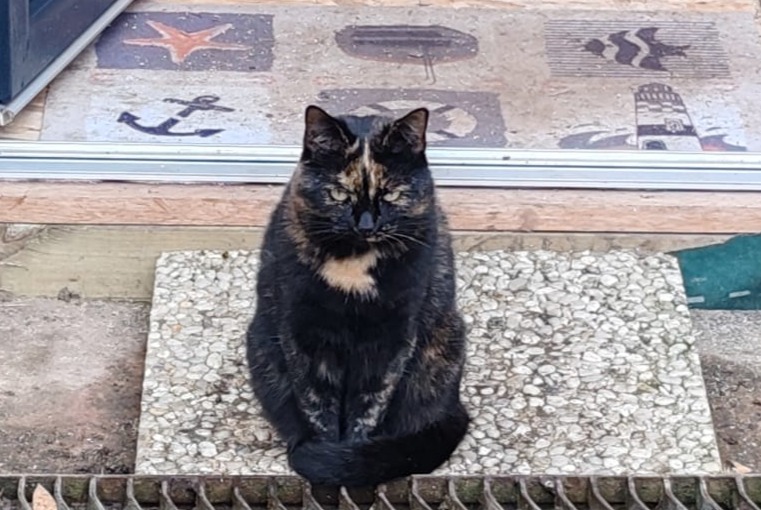 Disappearance alert Cat Female , 4 years Les Sables-d'Olonne France