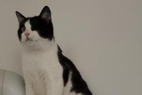 Disappearance alert Cat  Male , 4 years Parçay-Meslay France