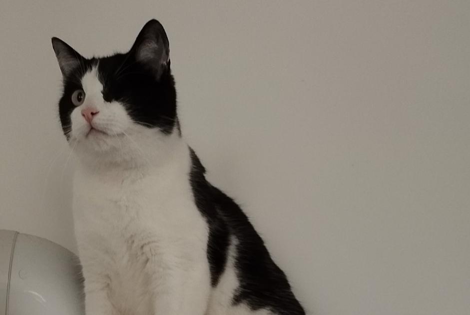 Disappearance alert Cat  Male , 4 years Parçay-Meslay France