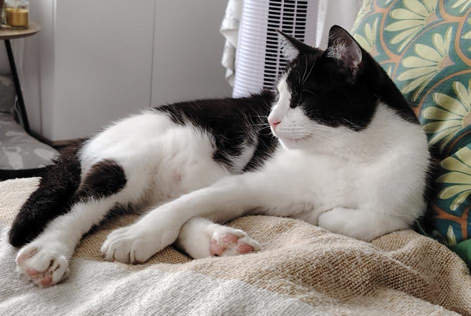 Disappearance alert Cat  Male , 4 years Parçay-Meslay France