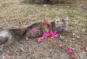 Disappearance alert Cat Female , 4 years Saint-Paul France