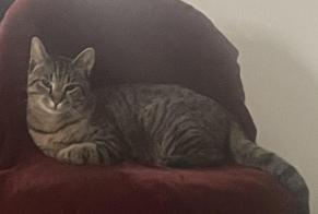 Disappearance alert Cat  Male , 1 years La Hague France
