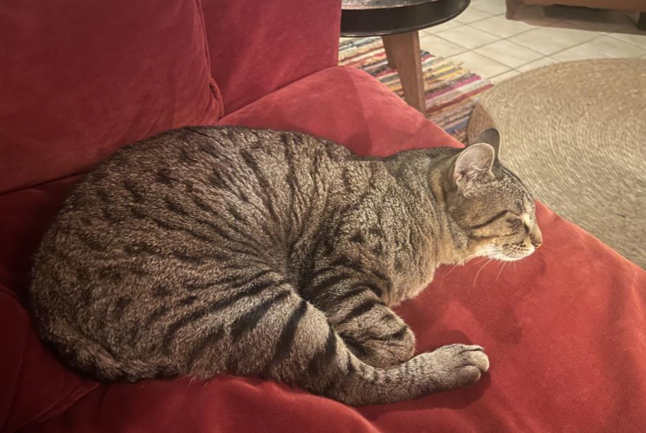 Disappearance alert Cat  Male , 1 years La Hague France