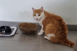 Disappearance alert Cat miscegenation  Male , 5 years Saint-Louis France