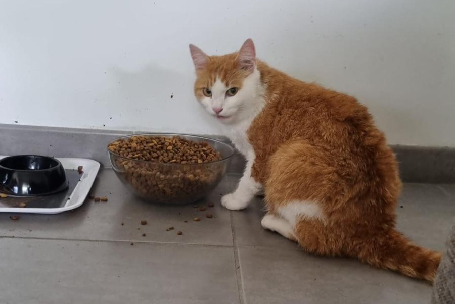 Disappearance alert Cat miscegenation  Male , 5 years Saint-Louis France