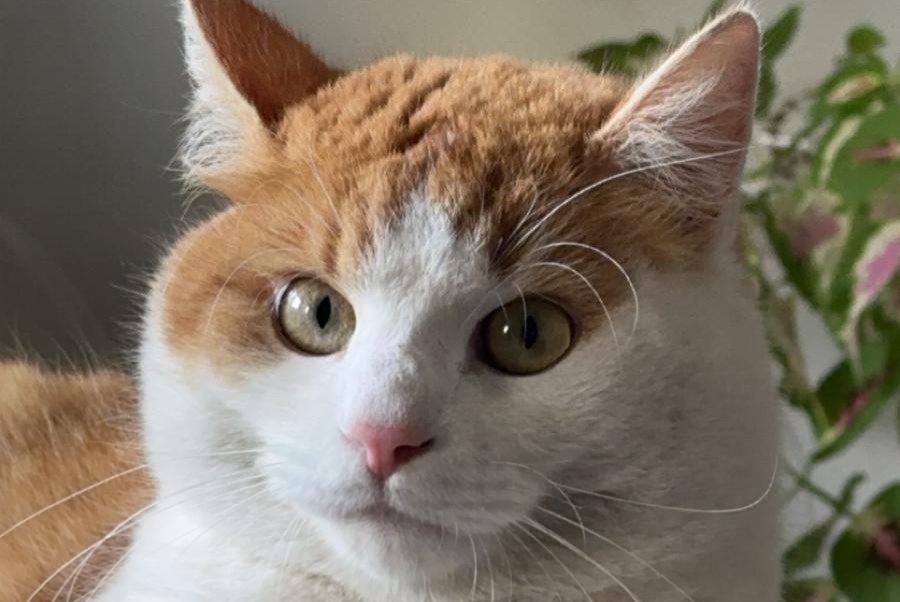Disappearance alert Cat miscegenation  Male , 5 years Saint-Louis France