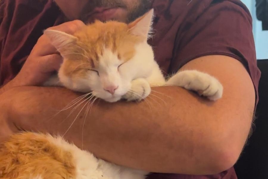 Disappearance alert Cat miscegenation  Male , 5 years Saint-Louis France