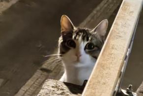 Disappearance alert Cat Male , 1 years Clermont-Ferrand France