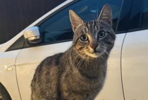 Disappearance alert Cat  Male , 3 years Authume France