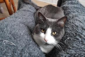 Disappearance alert Cat Male , 5 years Saint-Étienne-du-Bois France