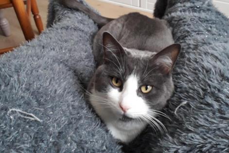 Disappearance alert Cat Male , 5 years Saint-Étienne-du-Bois France