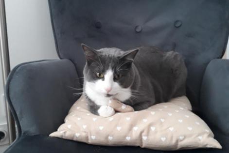 Disappearance alert Cat Male , 5 years Saint-Étienne-du-Bois France