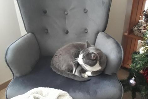 Disappearance alert Cat Male , 5 years Saint-Étienne-du-Bois France