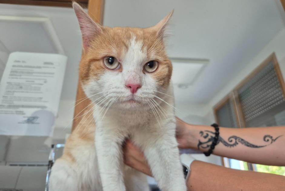 Discovery alert Cat  Male , 2 years Poissy France