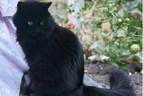 Disappearance alert Cat  Female , 6 years Leigné-les-Bois France