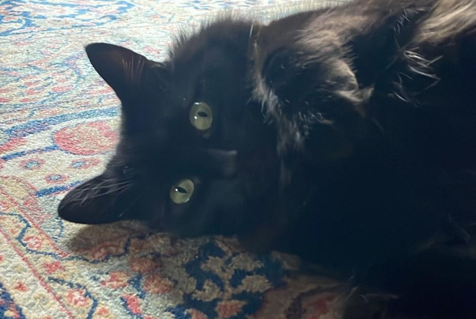 Disappearance alert Cat  Female , 6 years Leigné-les-Bois France