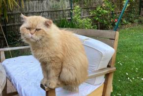 Disappearance alert Cat  Male , 10 years Boulogne-Billancourt France